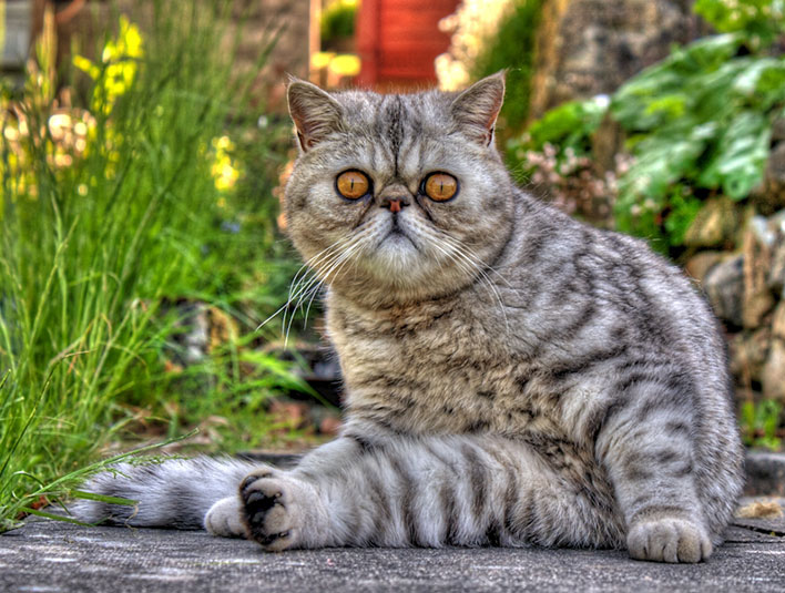 Gato da raça Exótico de pelo curto