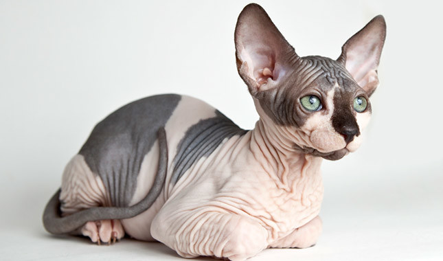 thumbnail_gato da raça Sphynx.jpg