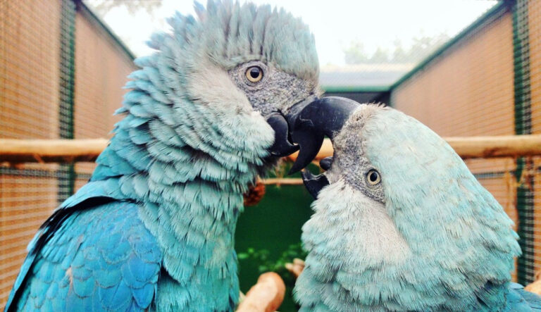 Spixs_Macaw_Marcus_Romero_2