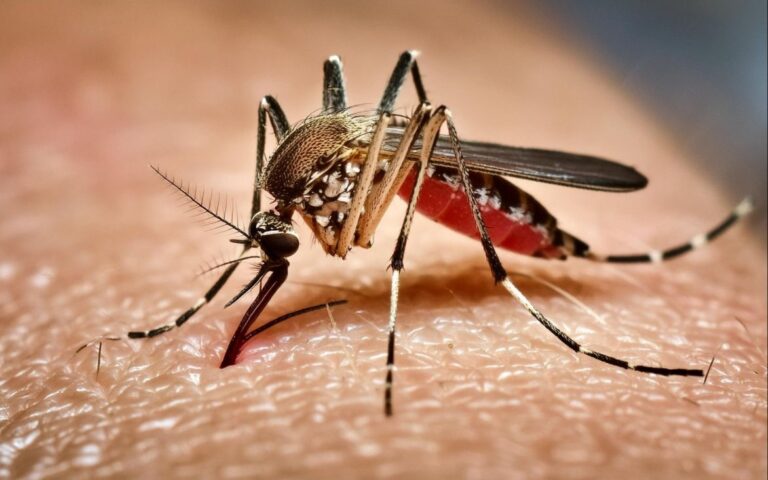 mosquito aedes aegypti-1