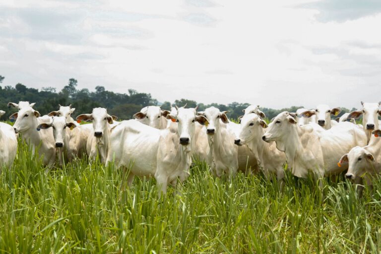 Goiás tem recorde no abate de bovinos e se consolida como potência pecuária