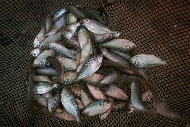 Produtores de animais aquáticos devem cadastrar estabelecimentos em Goiás