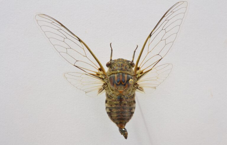 "UEG descobre nova espécie de cigarra no Cerrado e a batiza de Ariasa iporaensis"