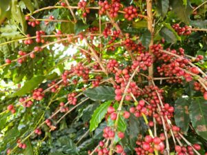"Pesquisa no IF Goiano identifica cafés arábica de alta produtividade para impulsionar cultivo em Goiás" 
(Justificativa: o título sintetiza o foco do estudo – seleção de cultivares adaptadas – e seu impacto econômico potencial, mencionando a instituição principal e a cultura em destaque.)