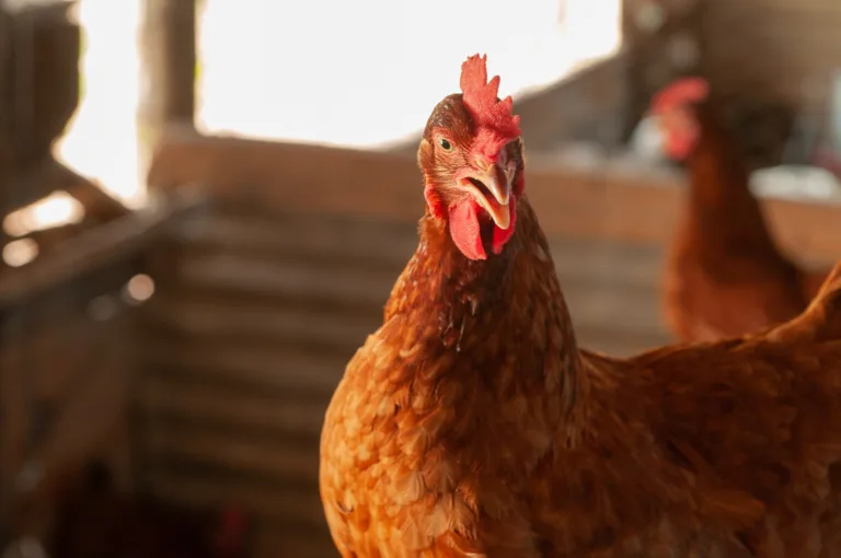 Governo de Goiás decreta emergência zoossanitária para prevenir gripe aviária no estado