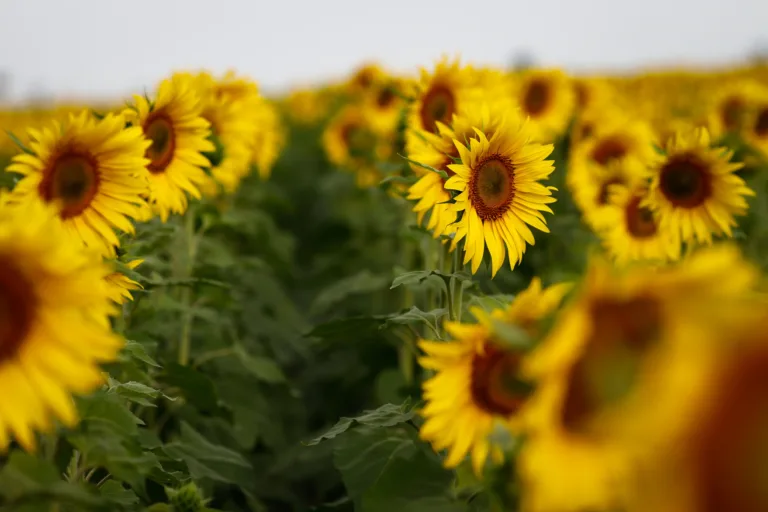 Goiás se destaca como maior produtor de girassol do Brasil