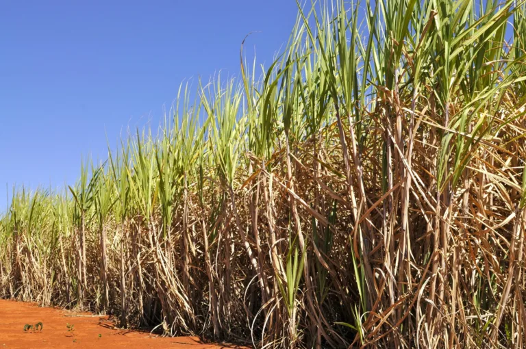 Goiás ultrapassa os 78 milhões de toneladas de cana-de-açúcar na safra 2024/25 e se consolida como 3º maior produtor do Brasil