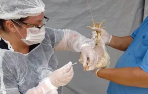 Governo de Goiás decreta emergência zoossanitária para prevenir gripe aviária no estado.