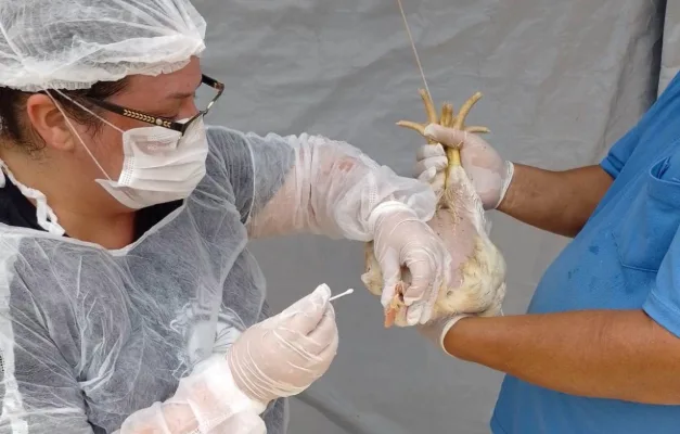 Governo de Goiás decreta emergência zoossanitária para prevenir gripe aviária no estado.