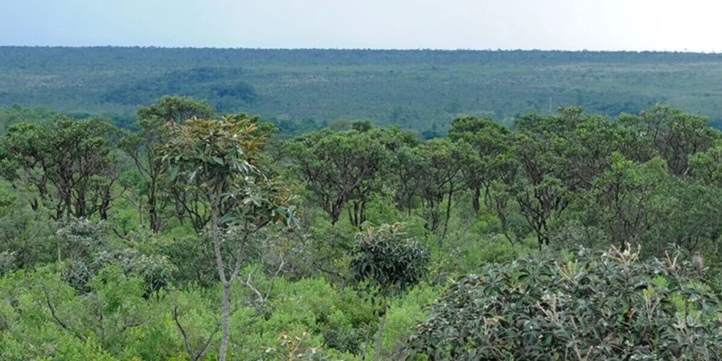 Goiás nomeia 41 analistas ambientais aprovados em concurso da Semad