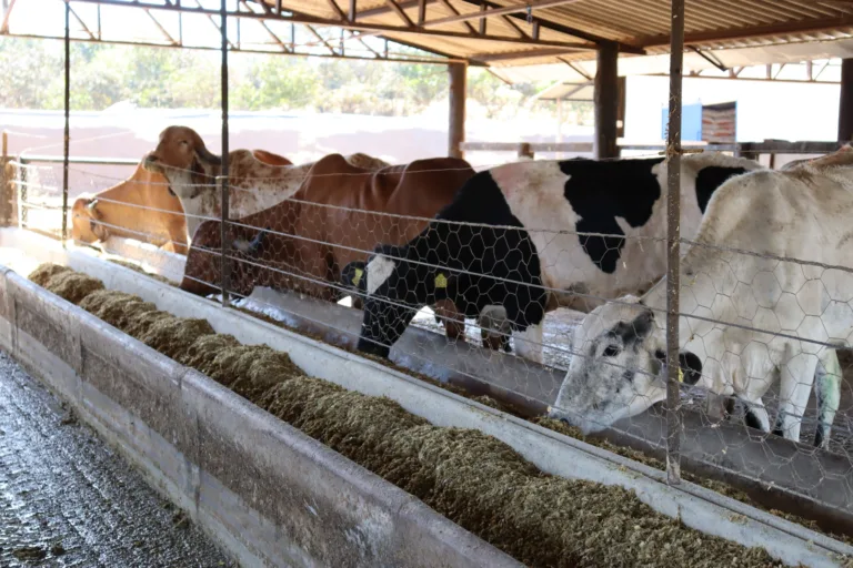 Inscrições ao Programa de Melhoramento Genético vão até 23 de setembro