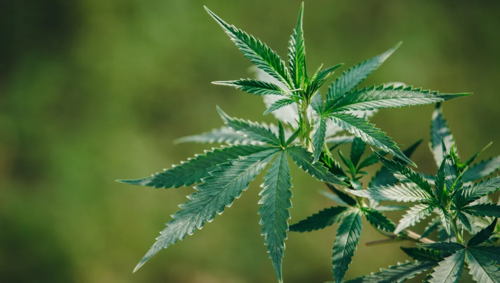 Apreensão milionária de Skunk em Aparecida de Goiânia: Um preso