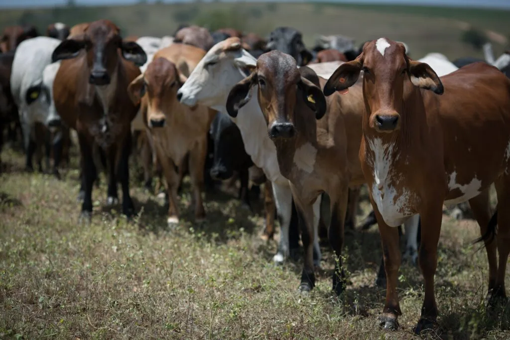 Rebanho Bovino
