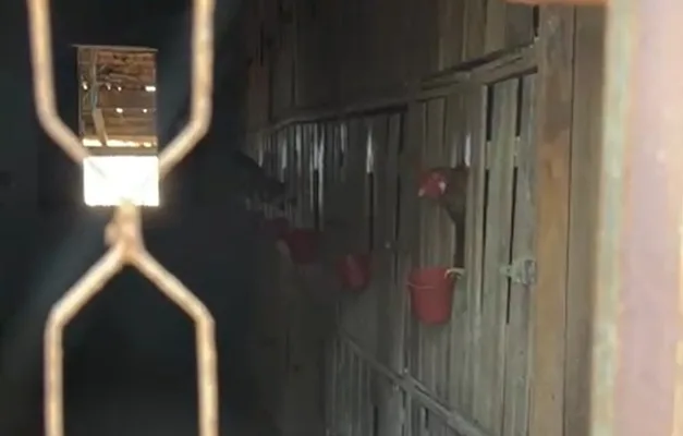 Guarda Civil flagra rinha de galo e prende reincidente em Aparecida de Goiânia