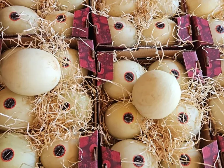 melão produzido em Porangatu