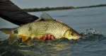Consulta ampla avalia risco de extinção de peixes em Goiás