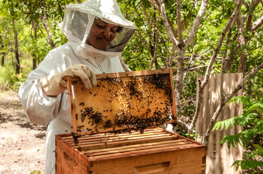 Agrodefesa orienta criadores de abelhas de Goiás sobre cadastro no Sidago