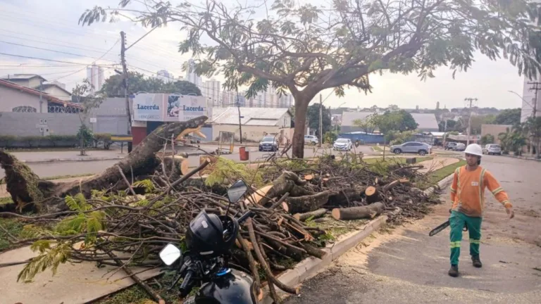 Comurg conta com plantão 24h para remoção de árvores em casos de ocorrências provocadas pelas chuvas