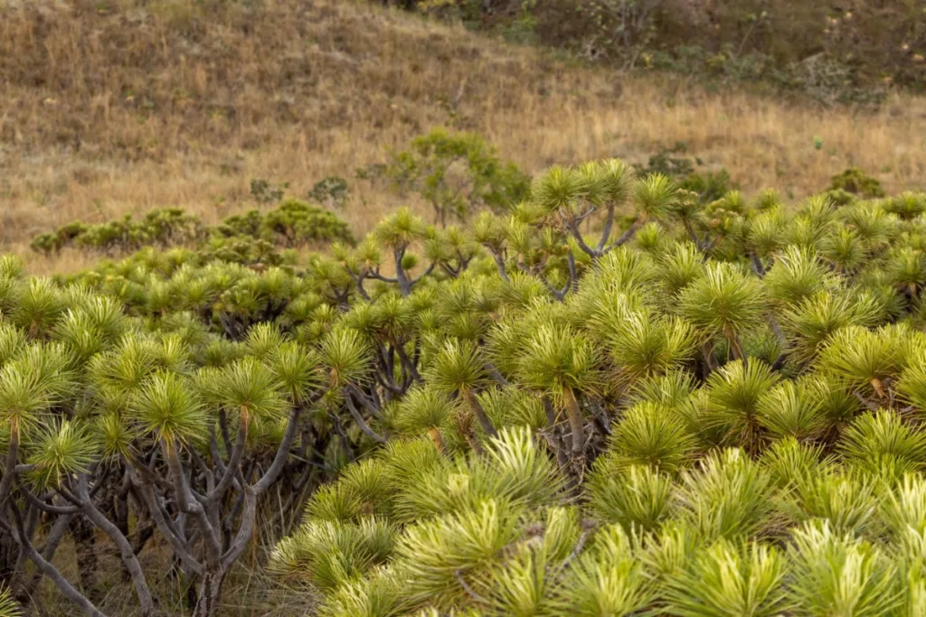 Parque Estadual da Serra de Caldas Novas