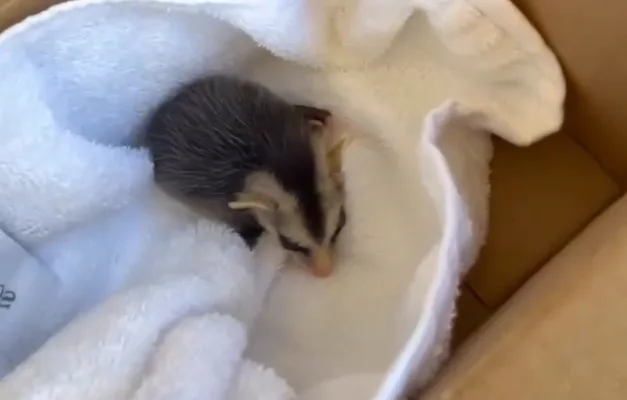 Glória Pires Resgata Saruê em Piscina de Goiânia e Aciona CETAS