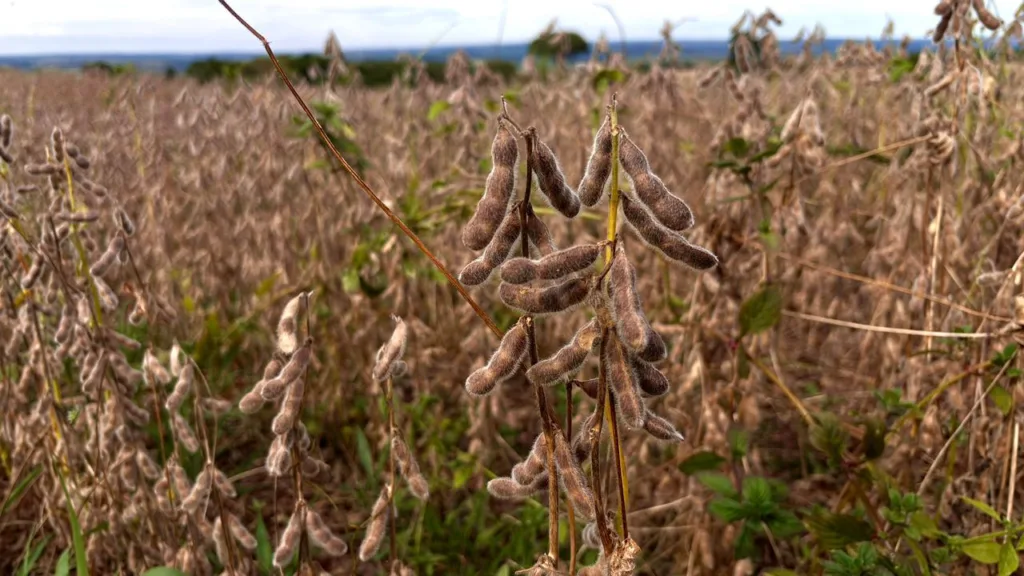 Plantação de soja, destaque na balança comercial goiana
