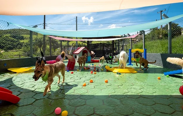 Lei que regulamenta hospedagem de cães e gatos em Goiás é aprovada na Alego