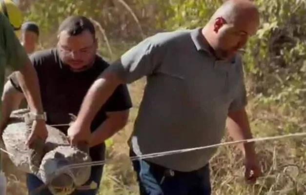 Mais de 100 jacarés são retirados de lagoa turística em Porangatu após ataques