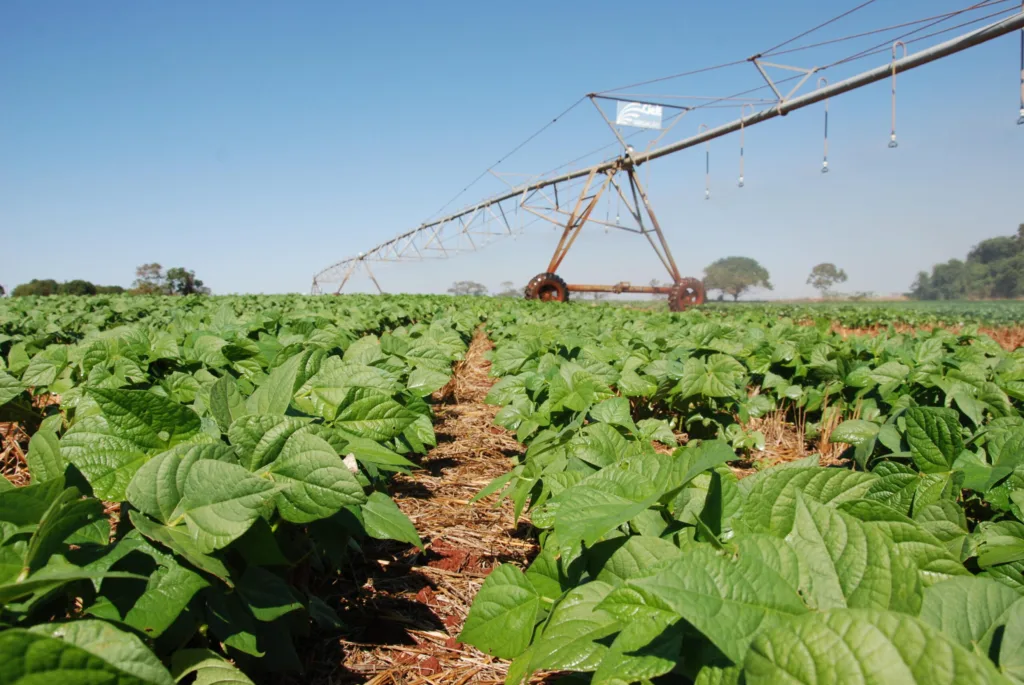 Período de semeadura do feijão-comum em Goiás começa na próxima terça-feira
