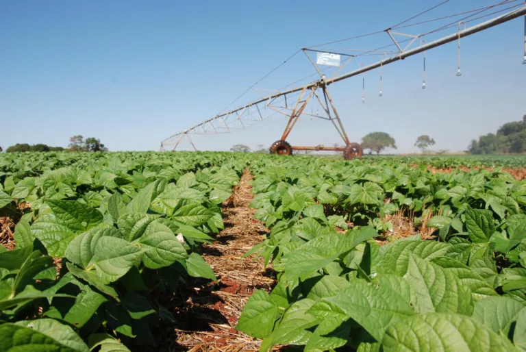 Período de semeadura do feijão-comum em Goiás começa na próxima terça-feira