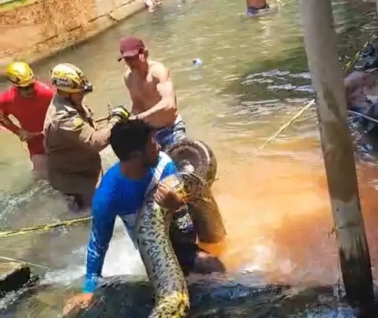 Sucuri de 5 metros assusta banhistas e é resgatada em balneário de Rio Quente, Goiás
