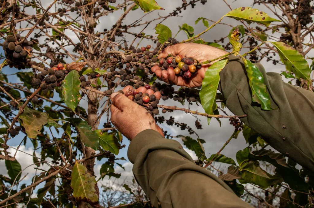 Emater promove Dia de Campo para impulsionar cafeicultura em Goiás