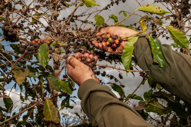 Emater promove Dia de Campo para impulsionar cafeicultura em Goiás
