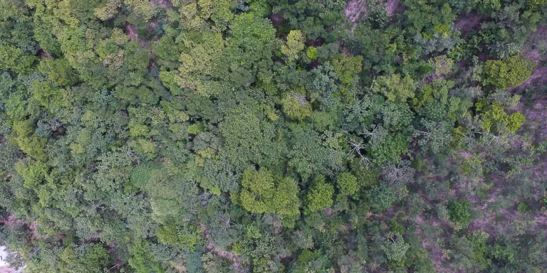 Exposição digital mostra vida nos seis biomas brasileiros