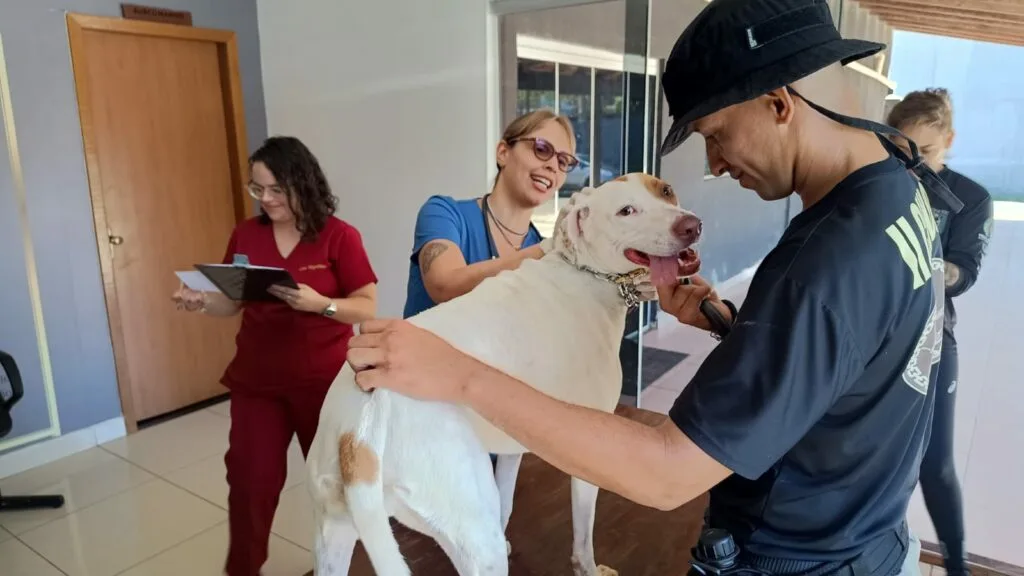 Prefeitura de Goiânia realiza atendimento veterinário em cães resgatados que participam de treinamento com policiais