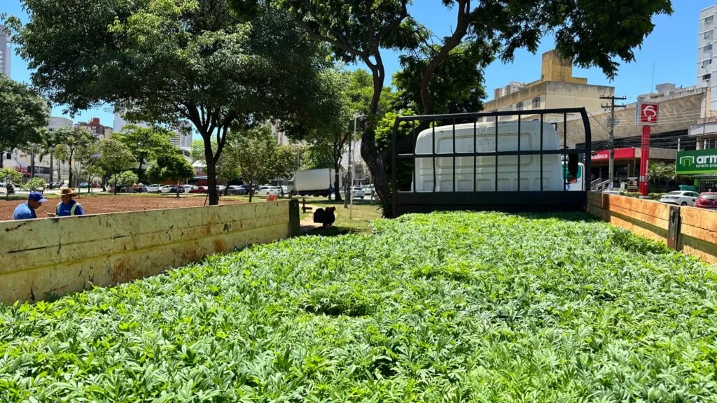 Comurg lança Projeto Florescer Goiânia com mais de 80 mil mudas ornamentais