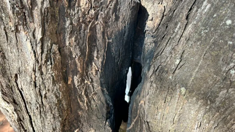 Prefeitura de Goiânia substitui árvores condenadas por novas espécies no Setor Sul