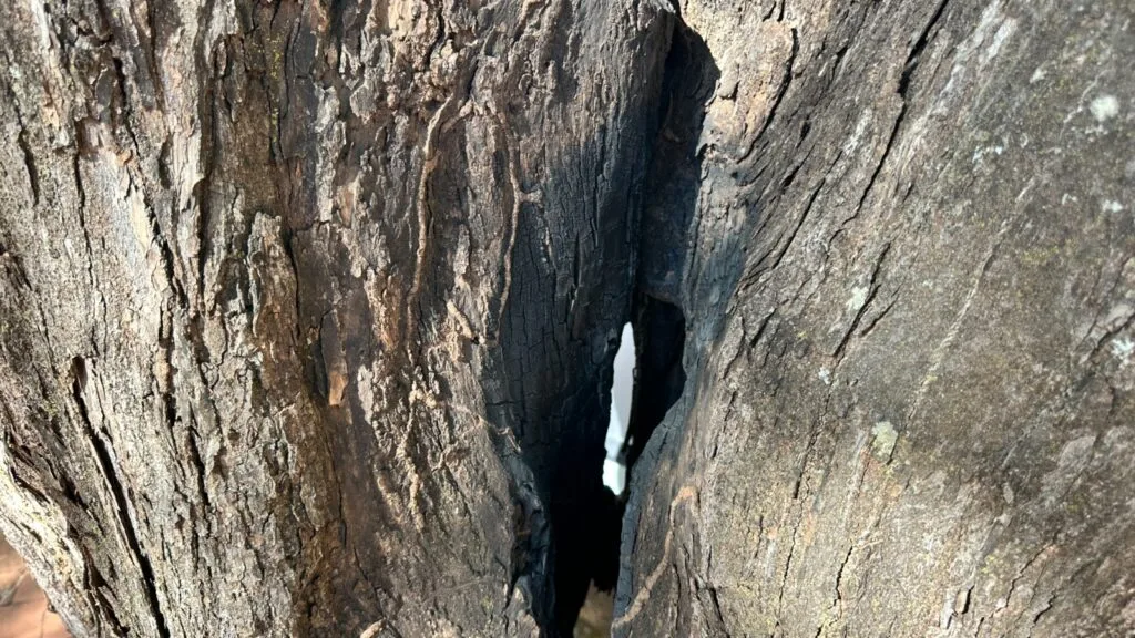 Prefeitura de Goiânia substitui árvores condenadas por novas espécies no Setor Sul