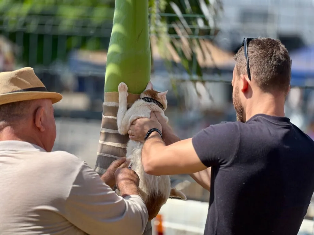 Prefeitura de Goiânia reforça vacinação antirrábica em dois pontos da capital neste sábado (8/11)