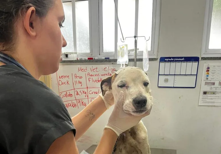 UPAVet registra mais de mil atendimentos de emergência em 2025, com cirurgias e suporte clínico