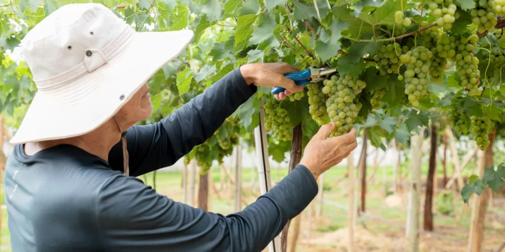 Pesquisa da Emater com uvas do Cerrado