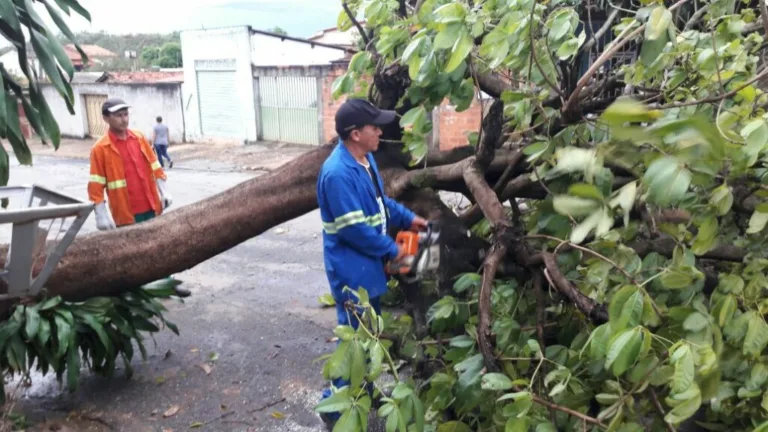 Força-tarefa remove 53 árvores e 56 galhos de grande porte após temporais do fim de semana