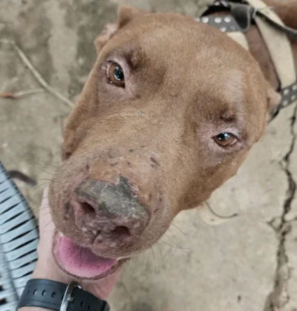 Mulher é presa por maus-tratos contra animais em Goiânia e Aparecida de Goiânia