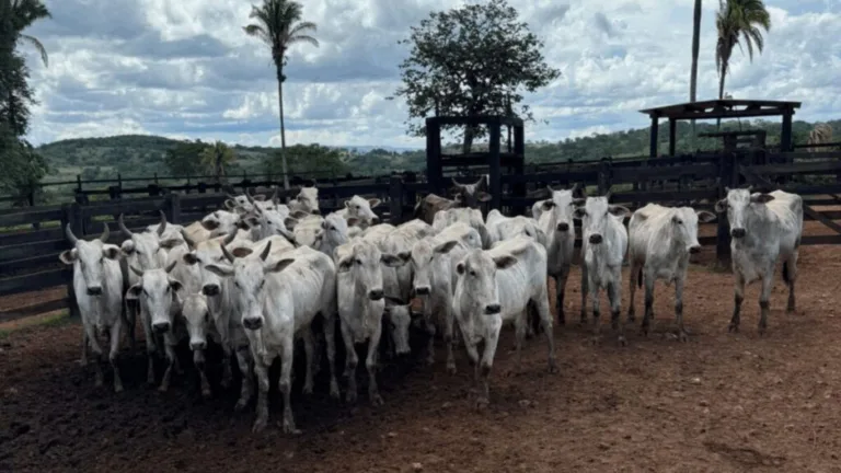 Operação Falso Guardião recupera rebanho em menos de 24 horas