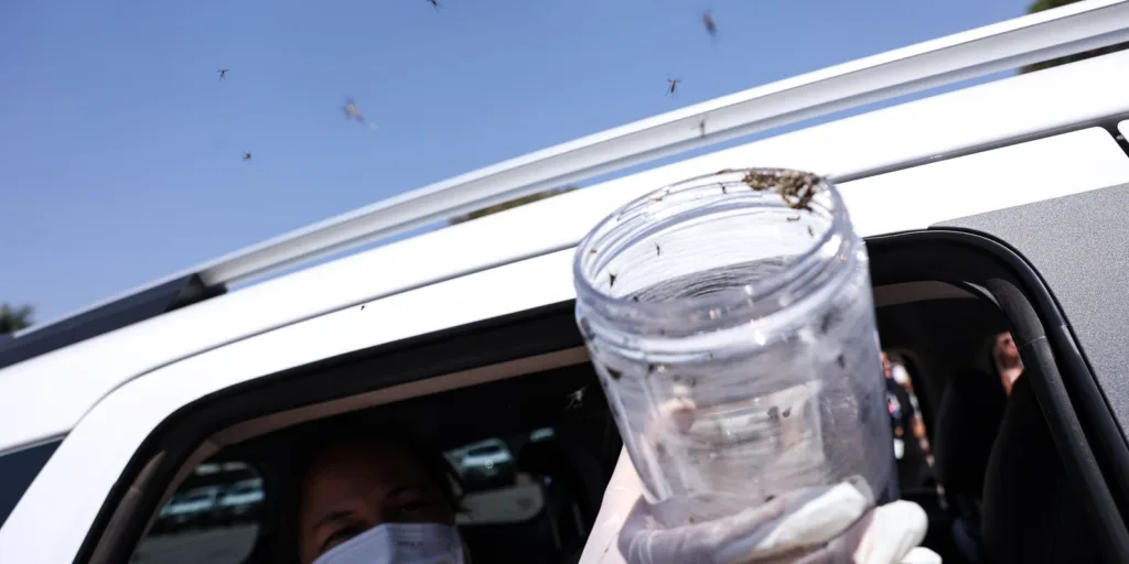 Saúde libera mosquitos estéreis para frear reprodução do Aedes