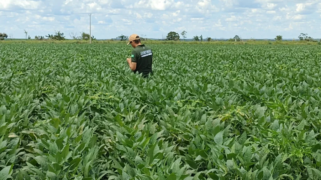 Plantio da soja: produtores devem realizar cadastramento obrigatório no Sidago até dia 17