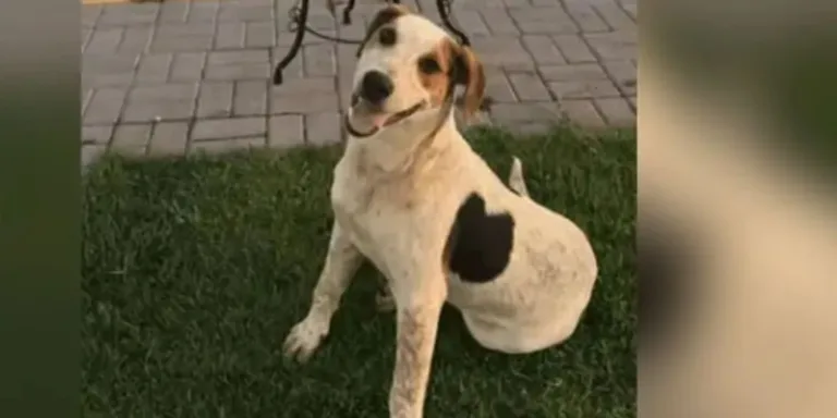 Cachorro comunitário Abacate é morto por um tiro no Paraná
