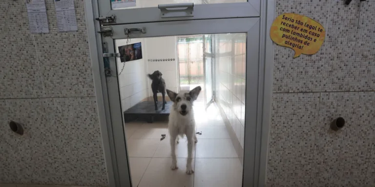 Justiça condena lojista a 5 anos de reclusão por maus-tratos a cães