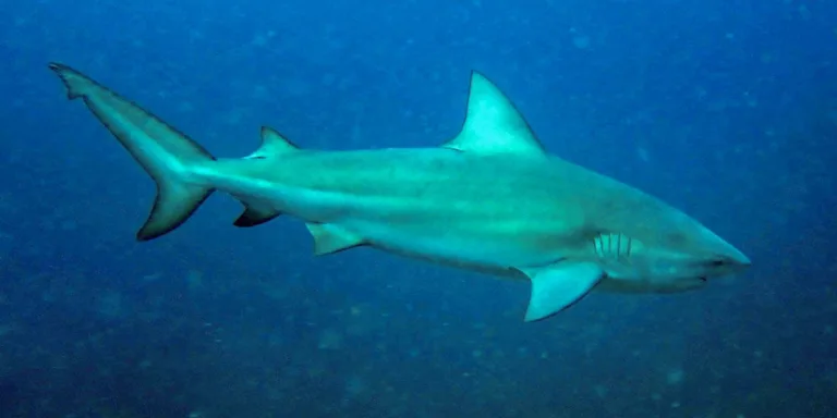 Tubarão-cabeça-chata é provável espécie que atacou garoto em Olinda
