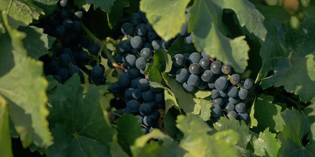 Documentário sobre cultura vinícola no país tem exibição na TV Brasil