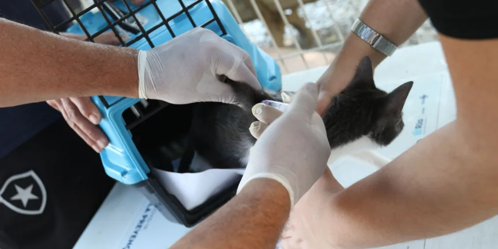 Conselho de Veterinária alerta para doença que afeta gatos